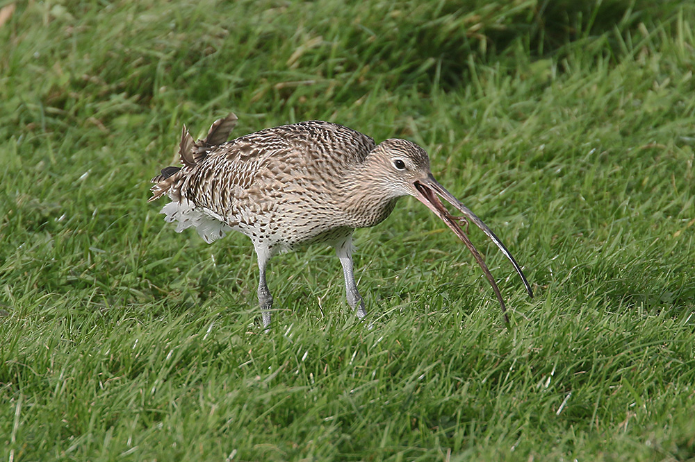 Curlew by Mick Dryden