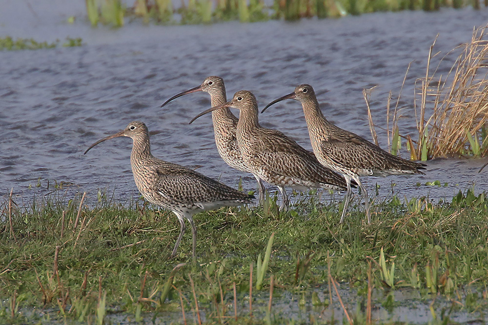 Curlew by Mick Dryden