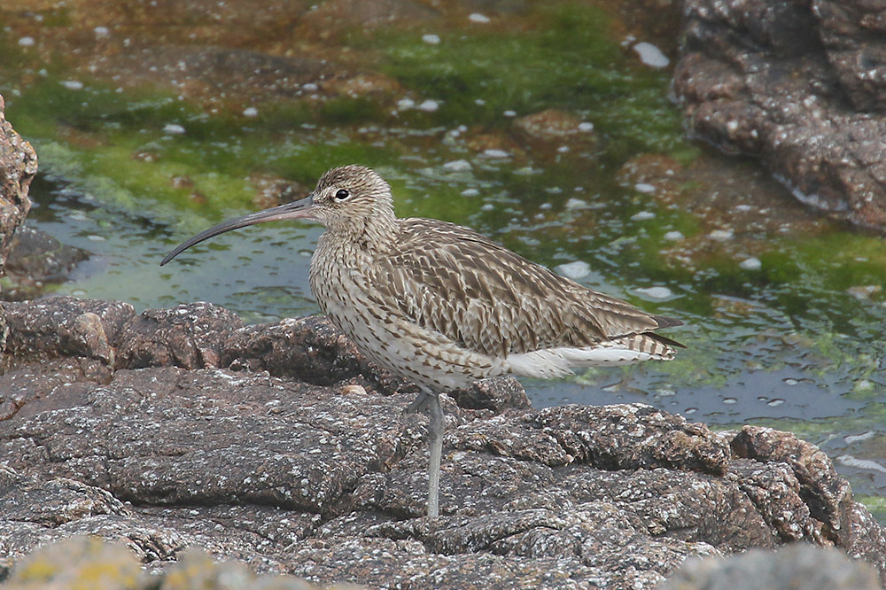 Curlew by Mick Dryden