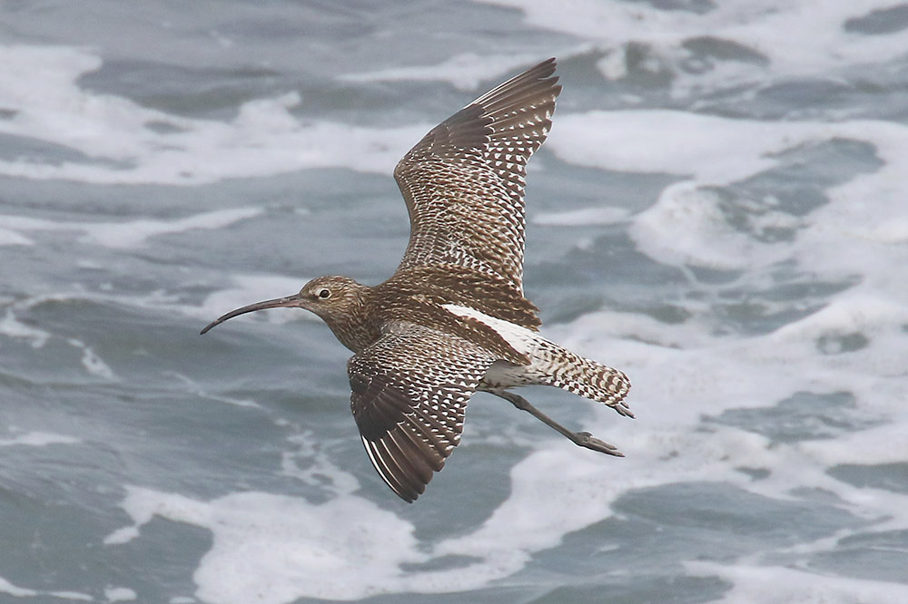 Curlew by Mick Dryden