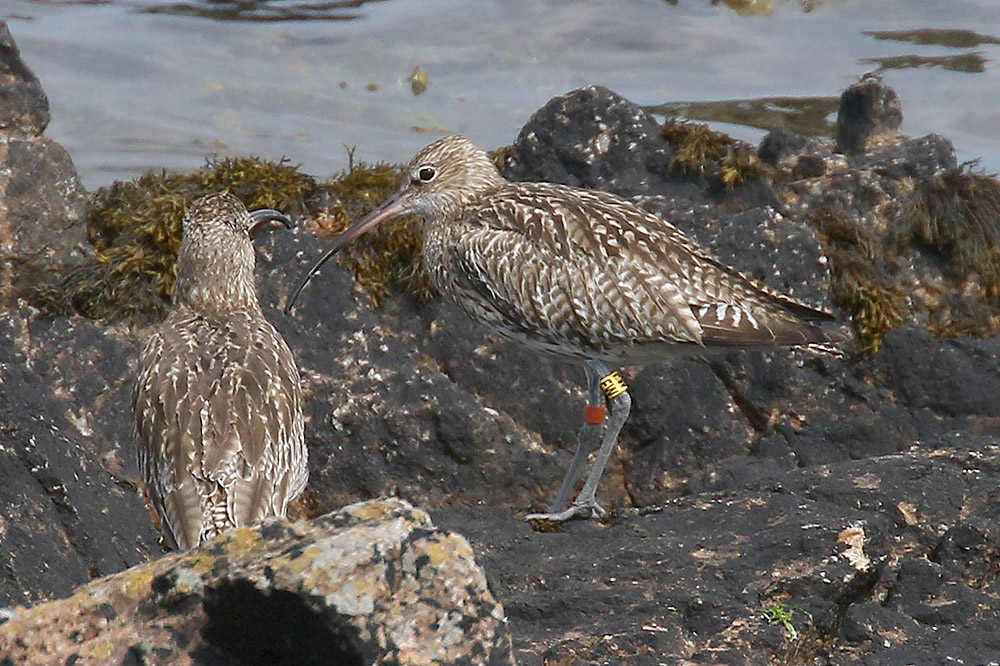 Curlew by Mick Dryden