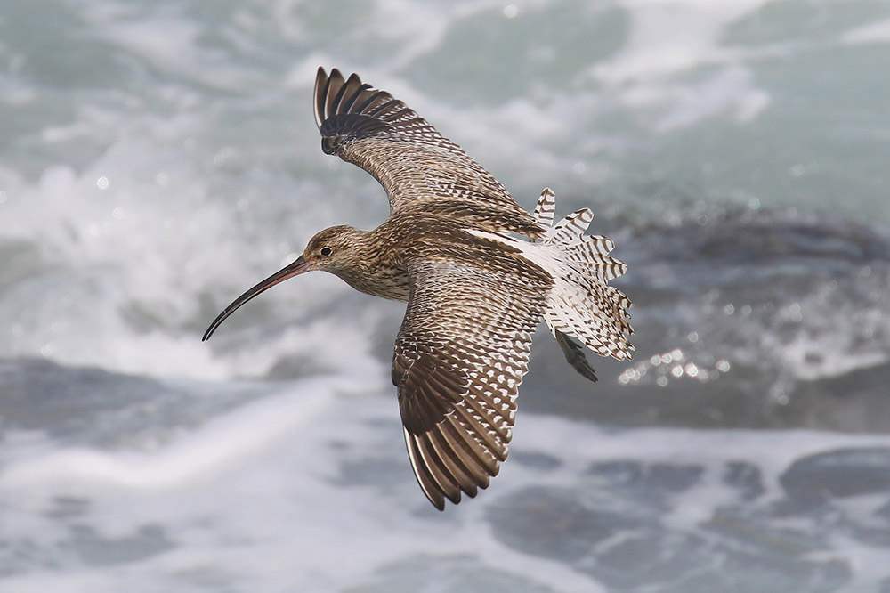 Curlew by Mick Dryden