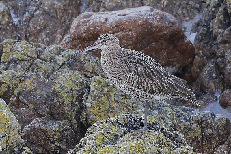 Curlew by Mick Dryden