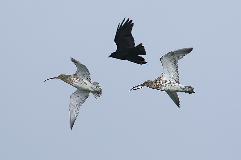 Curlew by Mick Dryden