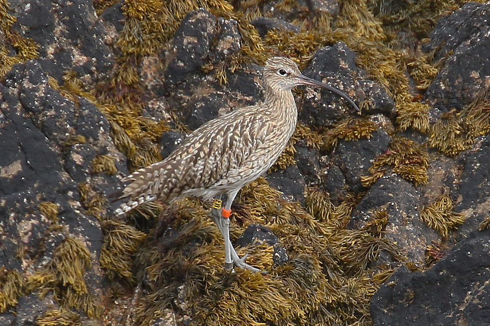 Curlew by Mick Dryden