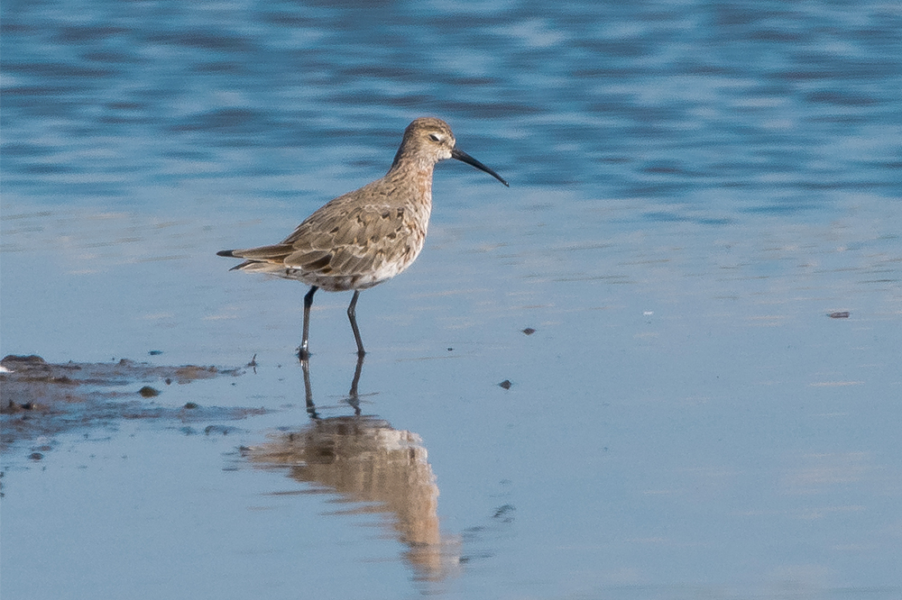 Curlew Sandpiper by Romano da Costa