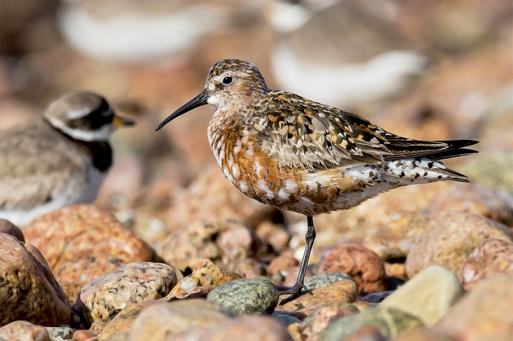 Curlew Sandpiper by Romano da Costa