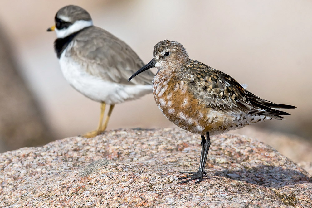 Curlew Sandpiper by Romano da Costa