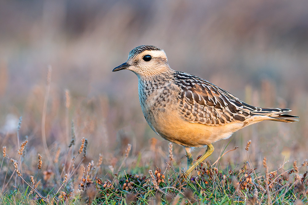 Dotterel by Romano da Costa