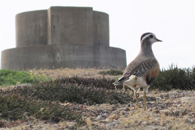 Dotterel by Tim Liddiard