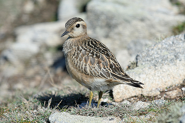 Dotterel by Mick Dryden