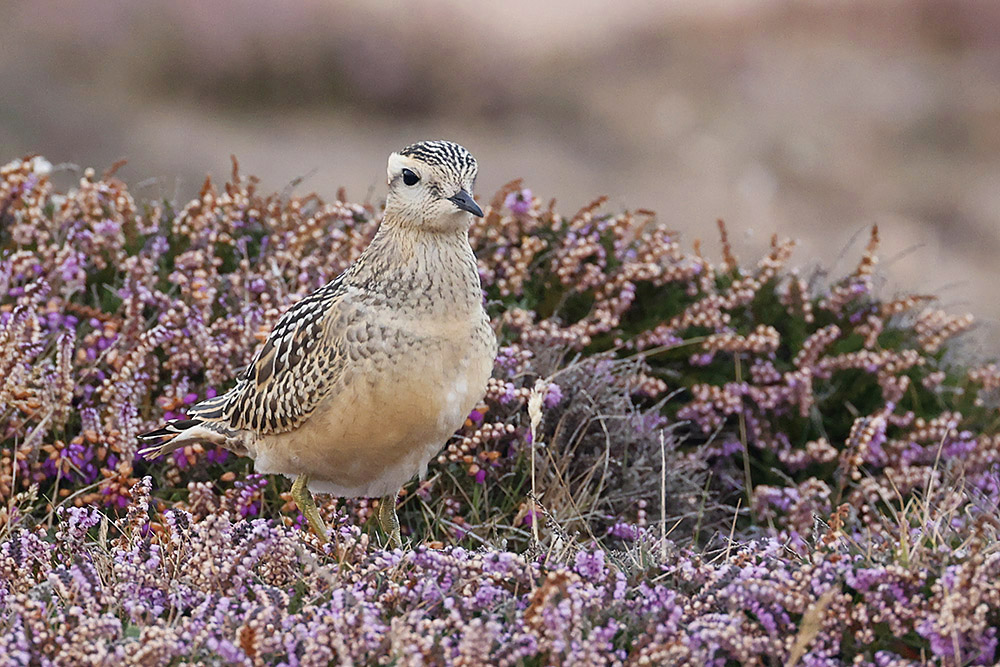 Dotterel by Mick Dryden