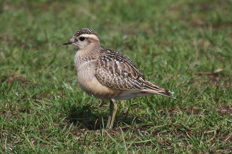 Dotterel by Mick Dryden