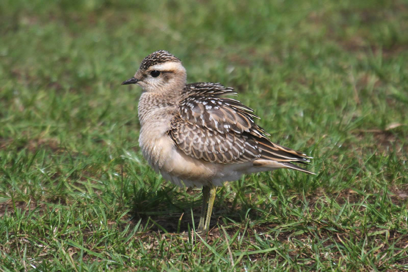 Dotterel by Mick Dryden