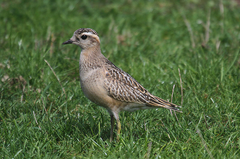 Dotterel by Mick Dryden