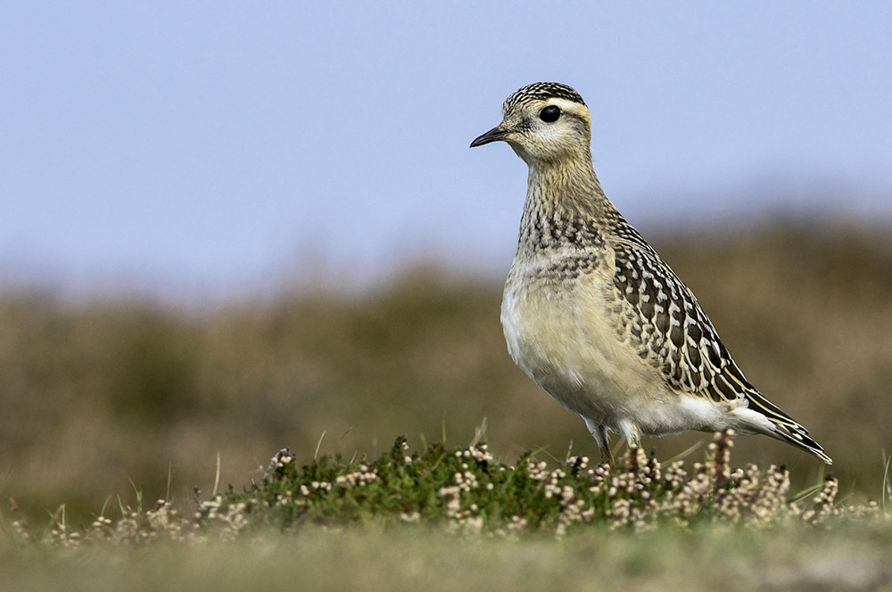 Dotterel by Romano da Costa