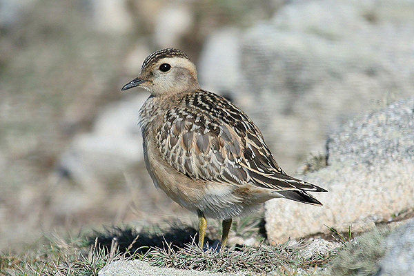 Dotterel by Mick Dryden