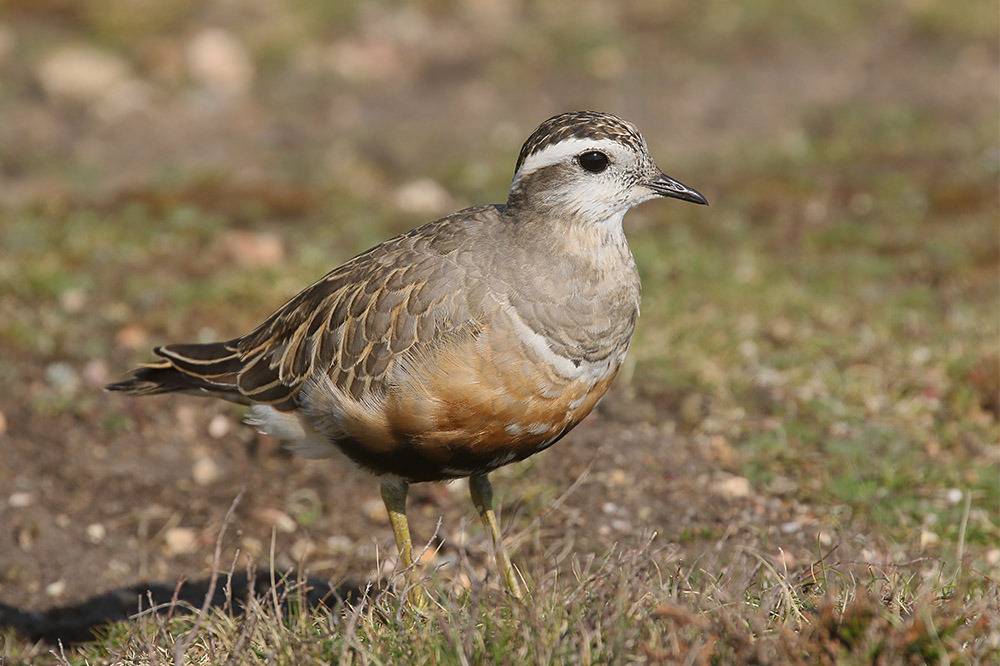 Dotterel by Mick Dryden