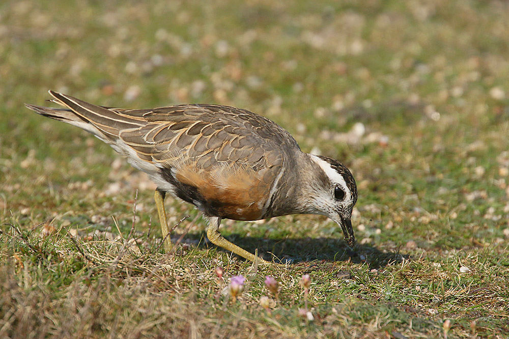 Dotterel by Mick Dryden