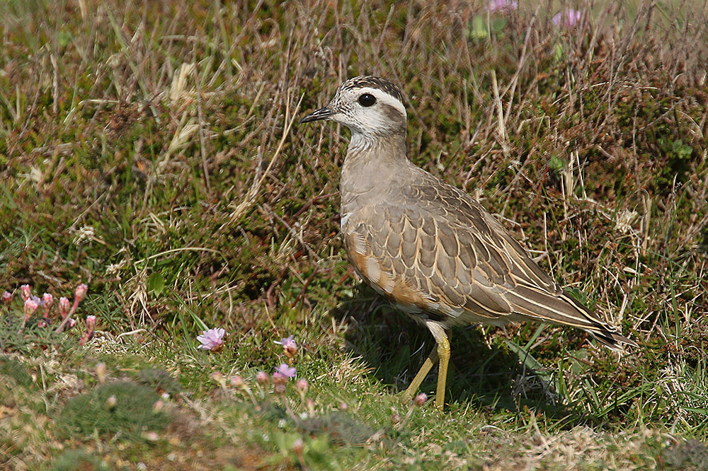 Dotterel by Mick Dryden