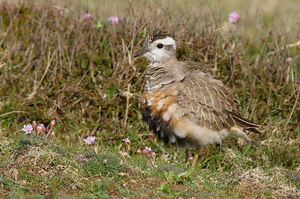 Dotterel by Mick Dryden