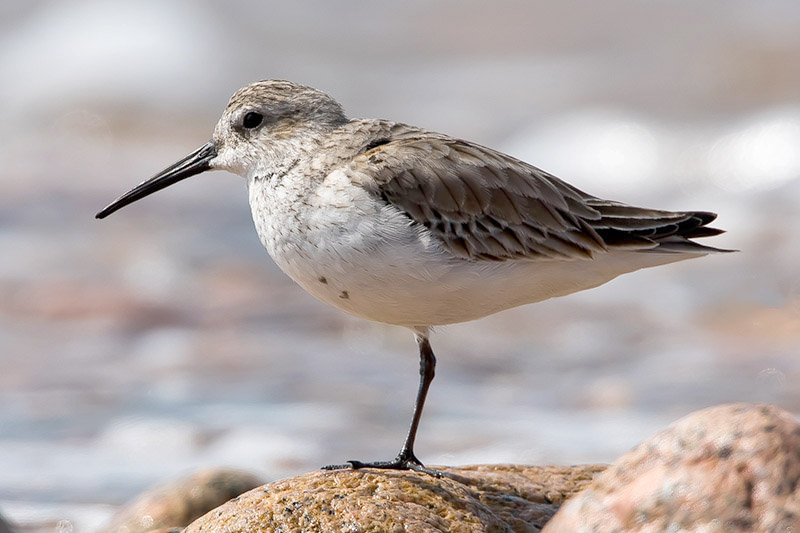 Dunlin by Romano da Costa