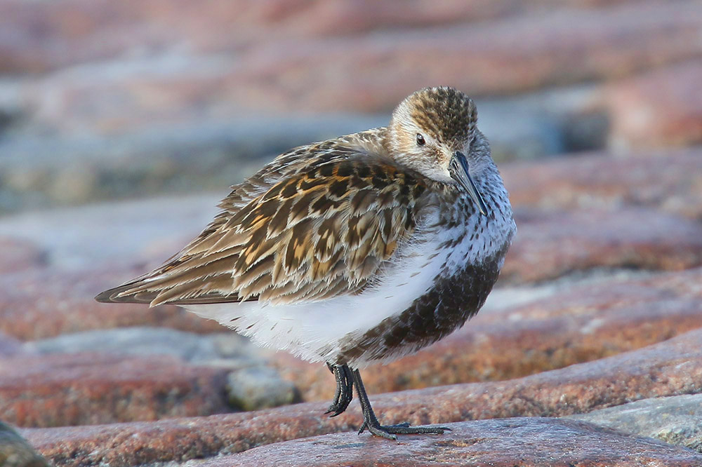 Dunlin by Mick Dryden