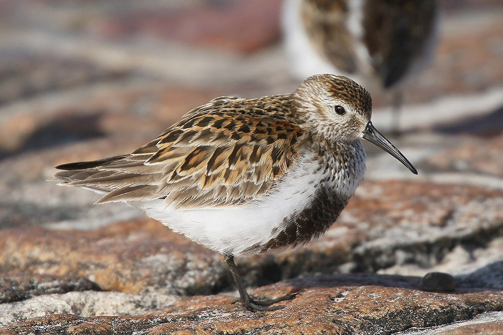 Dunlin by Mick Dryden