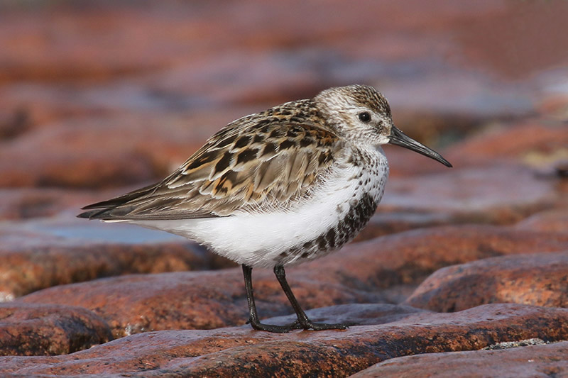 Dunlin by Mick Dryden