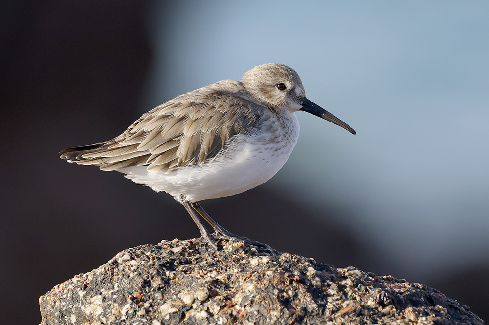 Dunlin by Mick Dryden