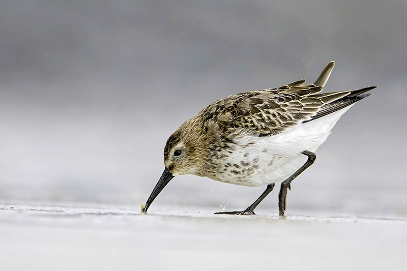 Dunlin by Romano da Costa