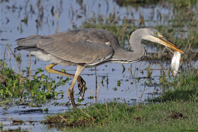 Grey Heron by Tim Ransom