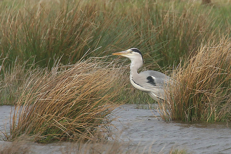 Grey Heron by Mick Dryden