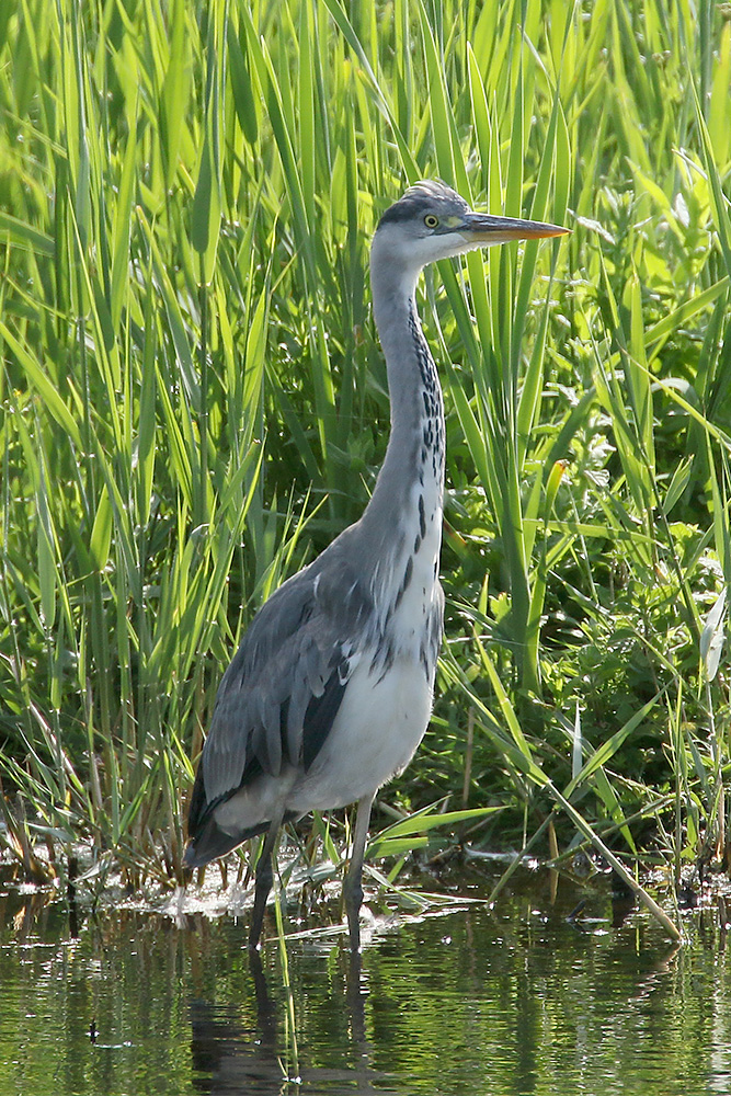 Grey Heron by Mick Dryden