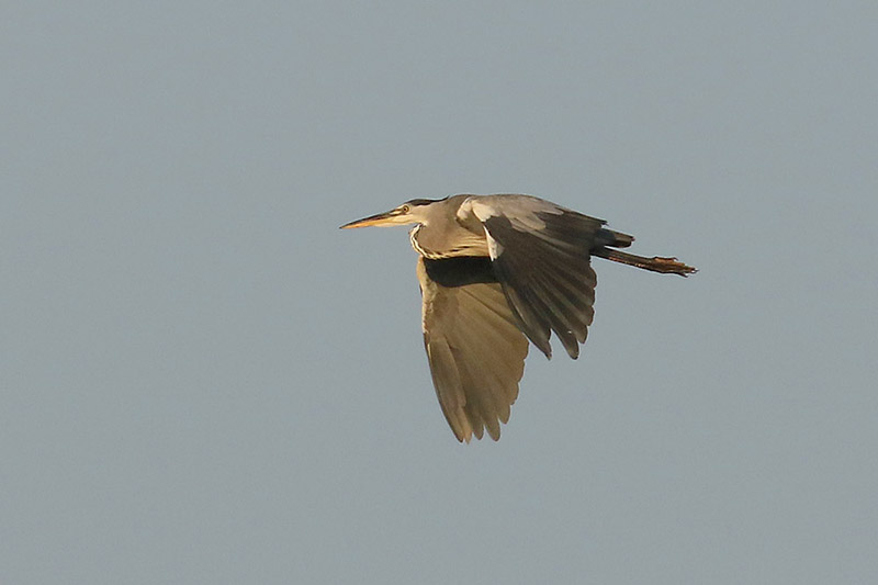 Grey Heron by Mick Dryden