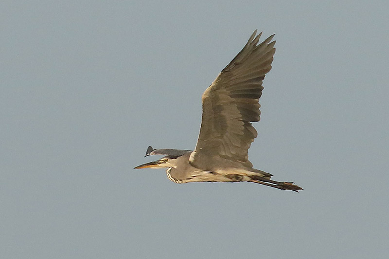 Grey Heron by Mick Dryden