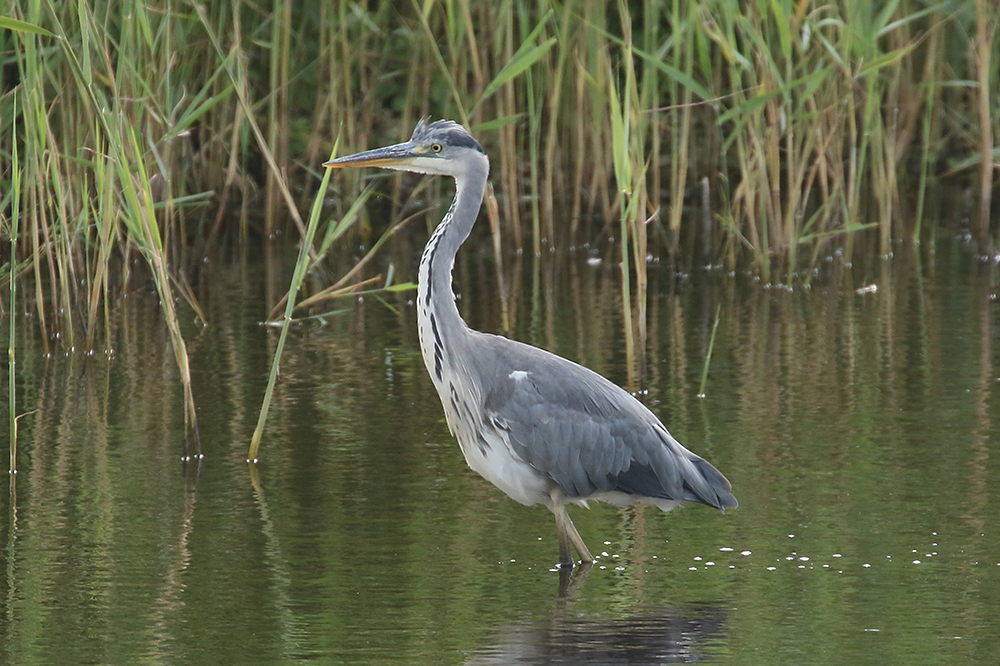 Grey Heron by Mick Dryden