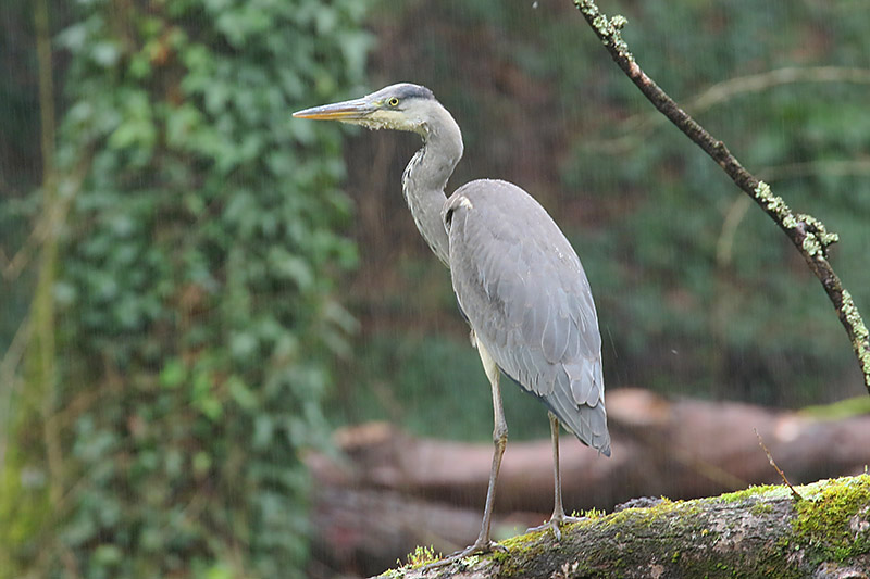 Grey Heron by Mick Dryden