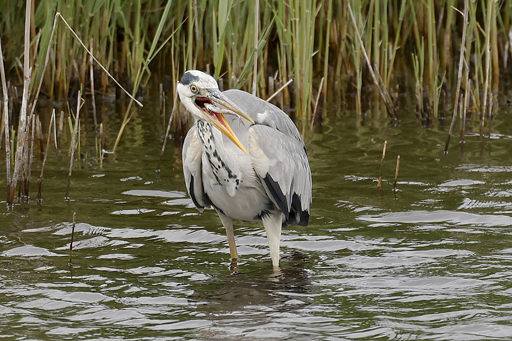 Grey Heron by Mick Dryden