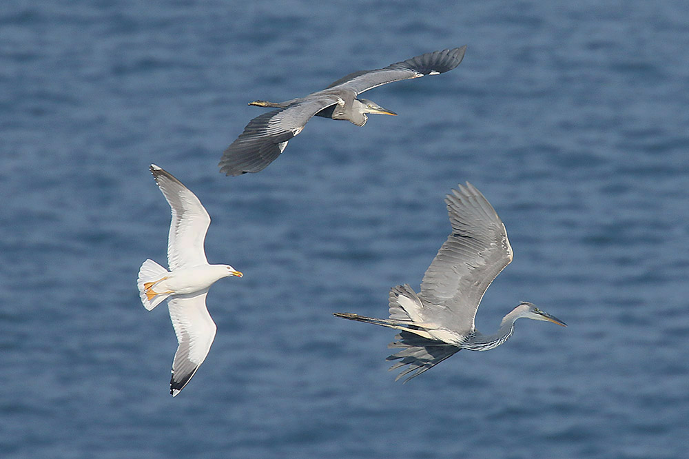Grey Herons by Mick Dryden