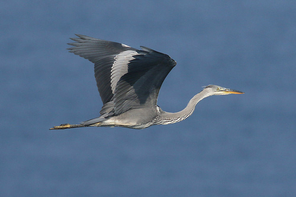 Grey Heron by Mick Dryden