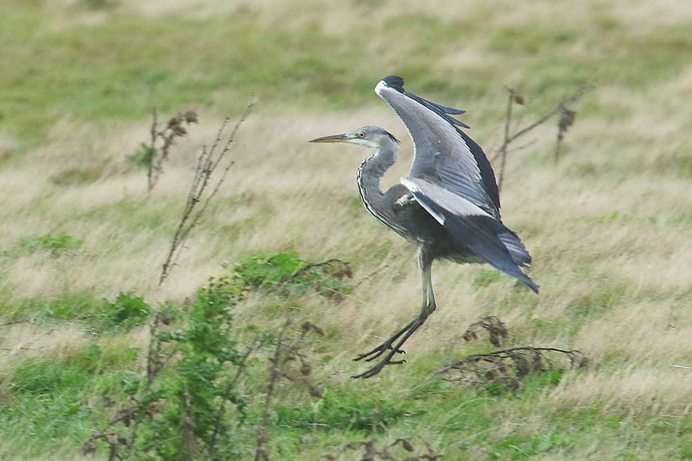 Grey Heron by Mick Dryden