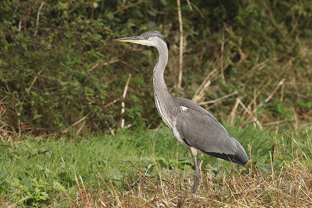 Grey Heron by Mick Dryden