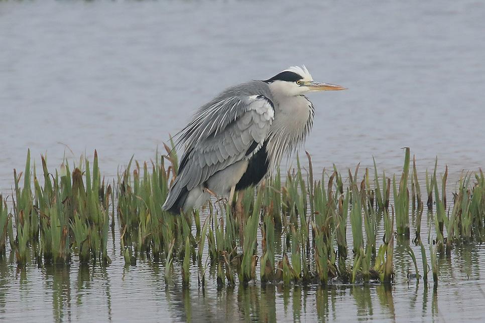 Grey Heron by Mick Dryden