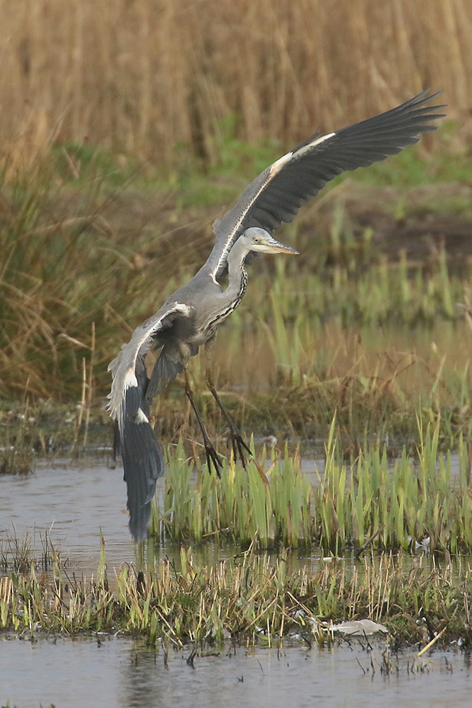 Grey Heron by Mick Dryden