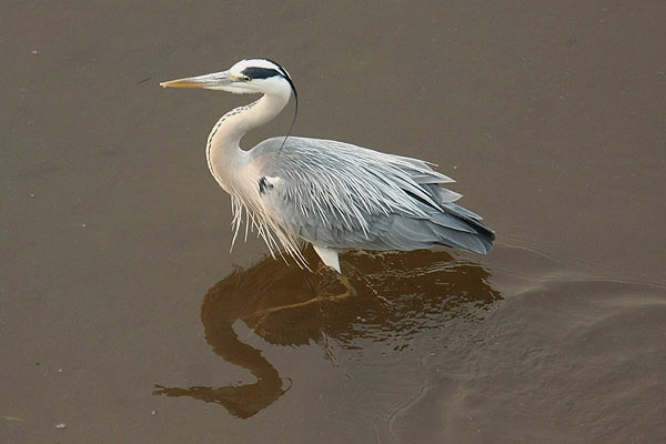 Grey Heron by Mick Dryden