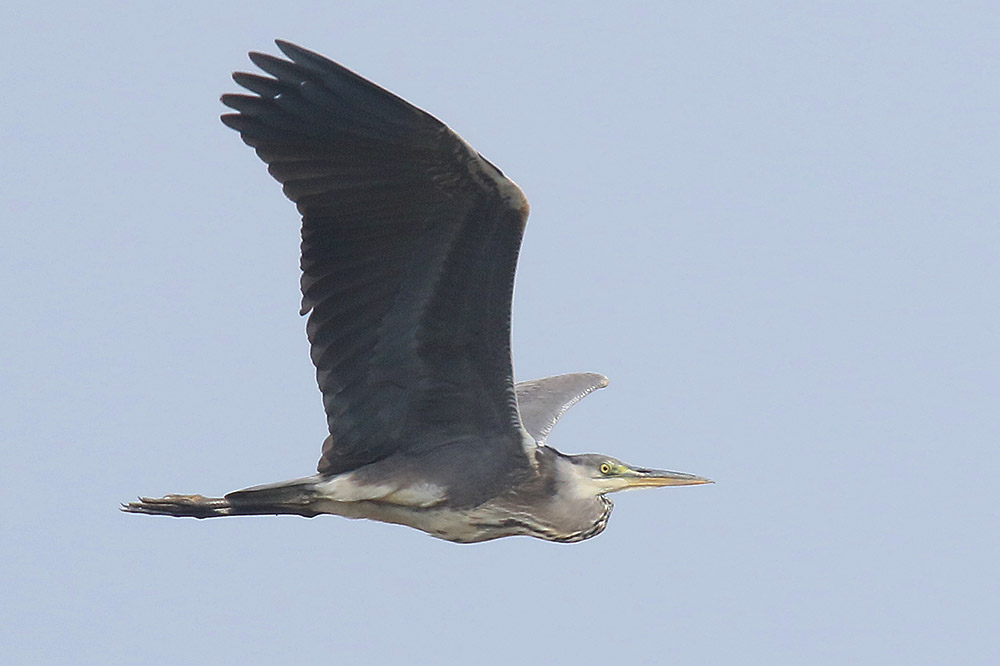 Grey Heron by Mick Dryden