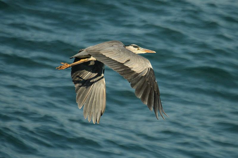 Grey Heron by Mick Dryden