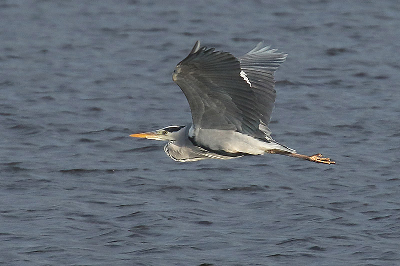 Grey Heron by Mick Dryden