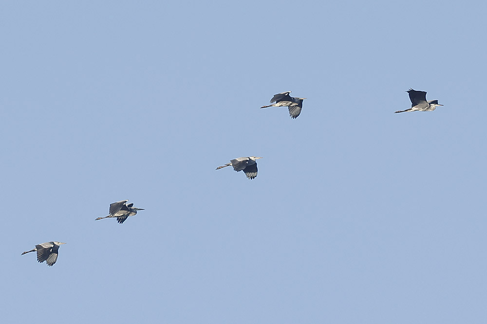 Grey Herons by Mick Dryden